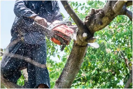 tree services White Mills